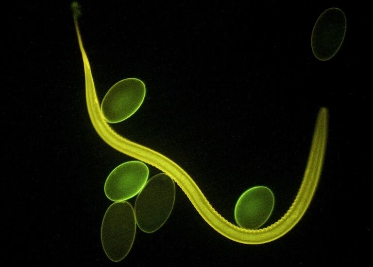 Haemonchus contortus adult and eggs