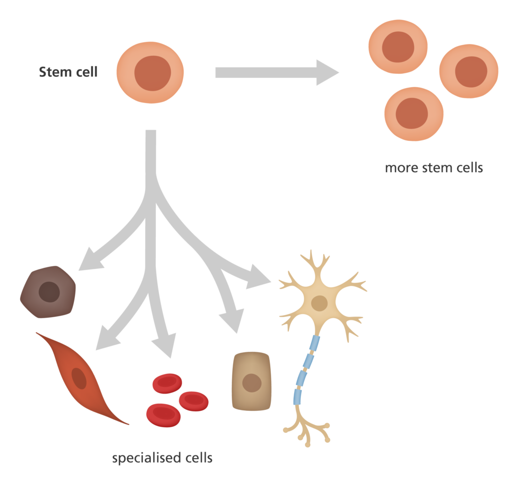 181-Stem-cell-specialisation-1024x937.png