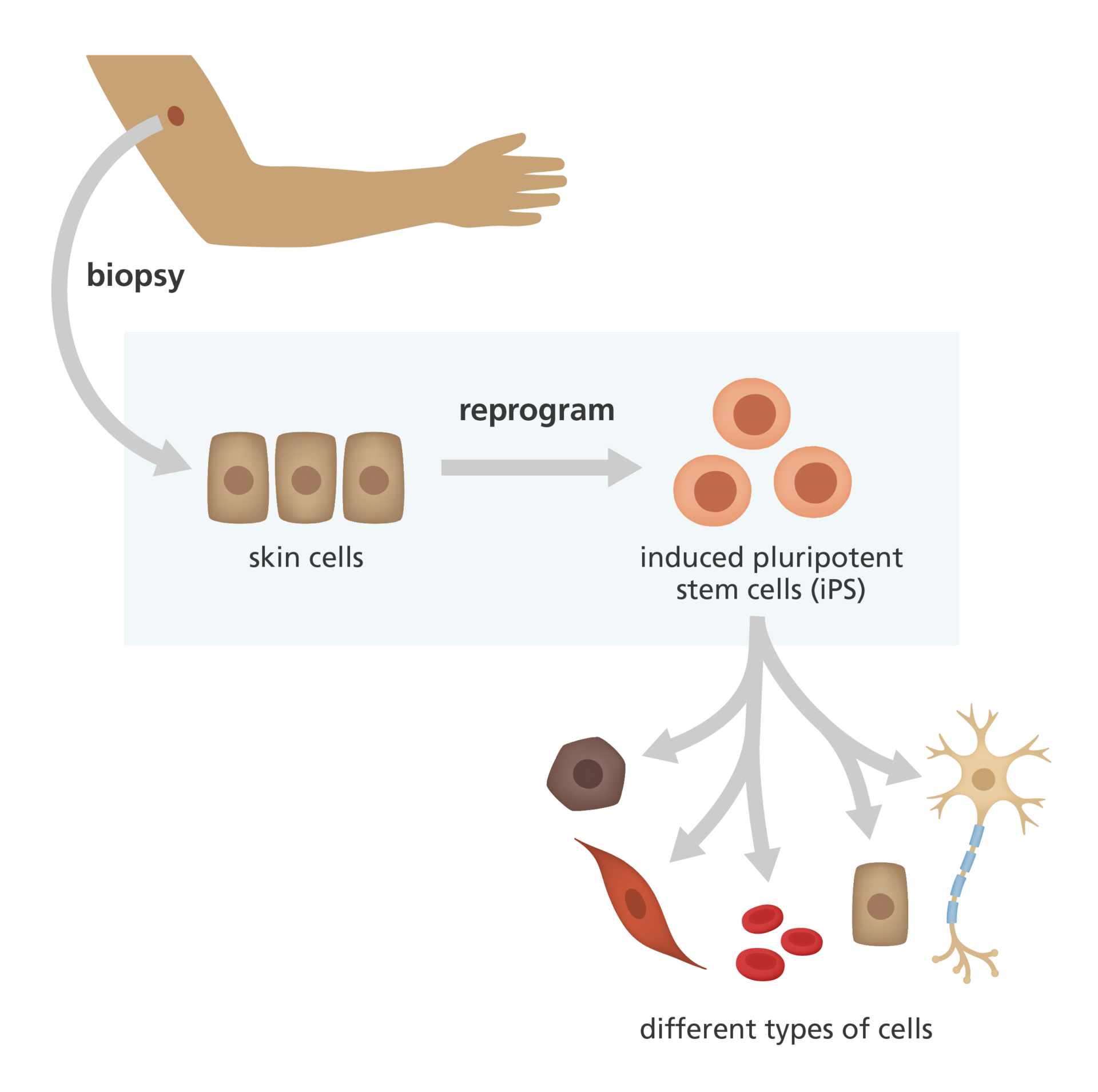 How are stem cells used in research and medicine?