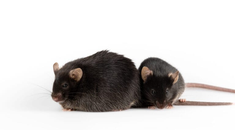 image of two mice, one is smaller and one is obese.