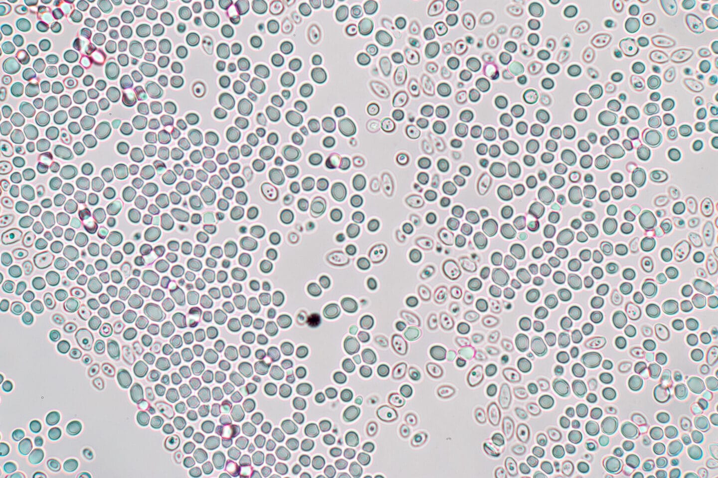 Model Organisms Yeast model-organisms-yeast