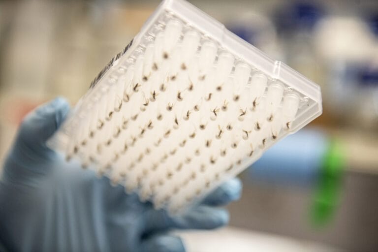 Picture of lots of mosquitos in a pot being held by a scientist wearing gloves