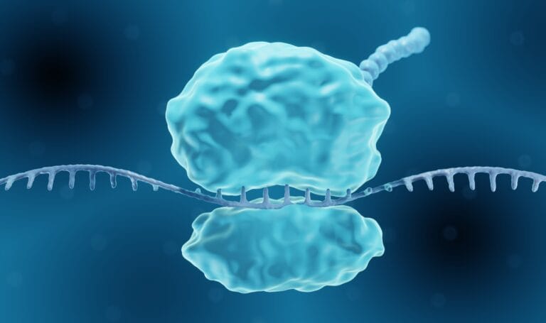 3d illustration of a Ribosome