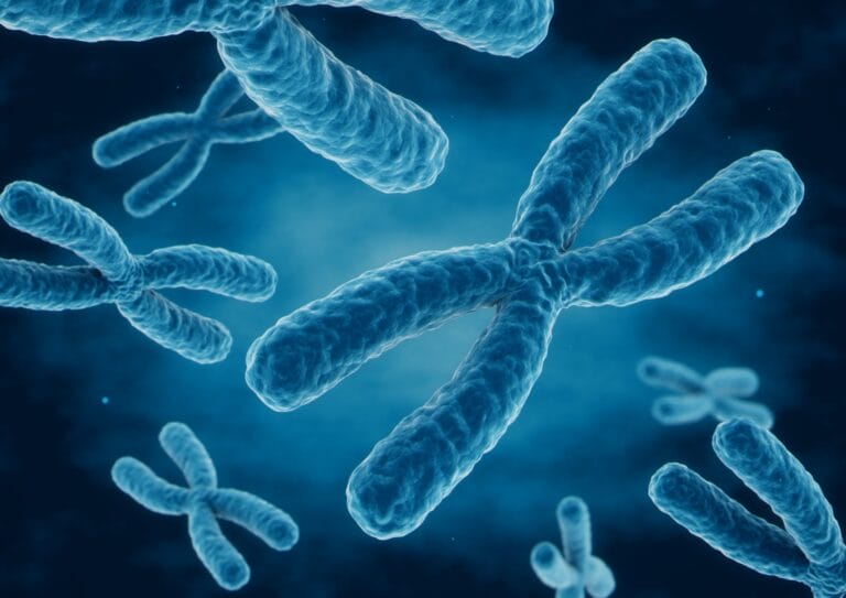 3D rendering X chromosomes