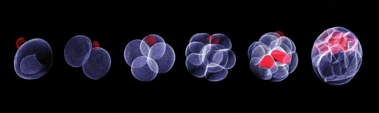 Image showing 6 stages of embryo development of mice. Image showing developing stages from days 1-4.