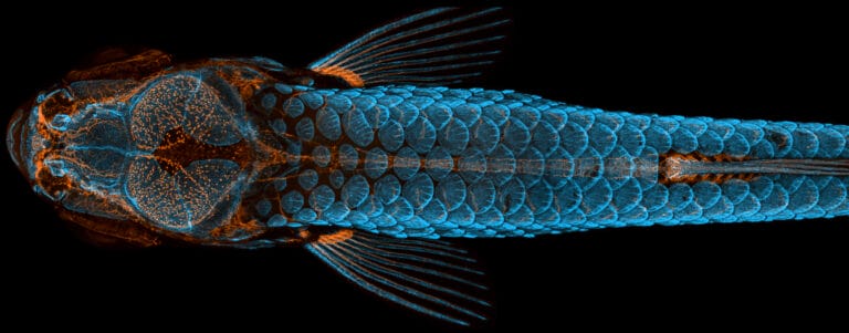 illustration image of a fish