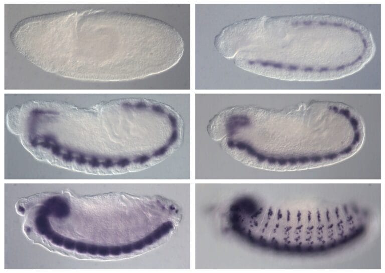 development of the fruit fly in pictures