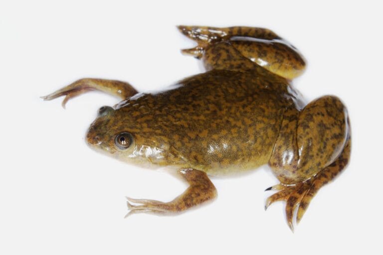 Xenopus laevis (image of a frog)