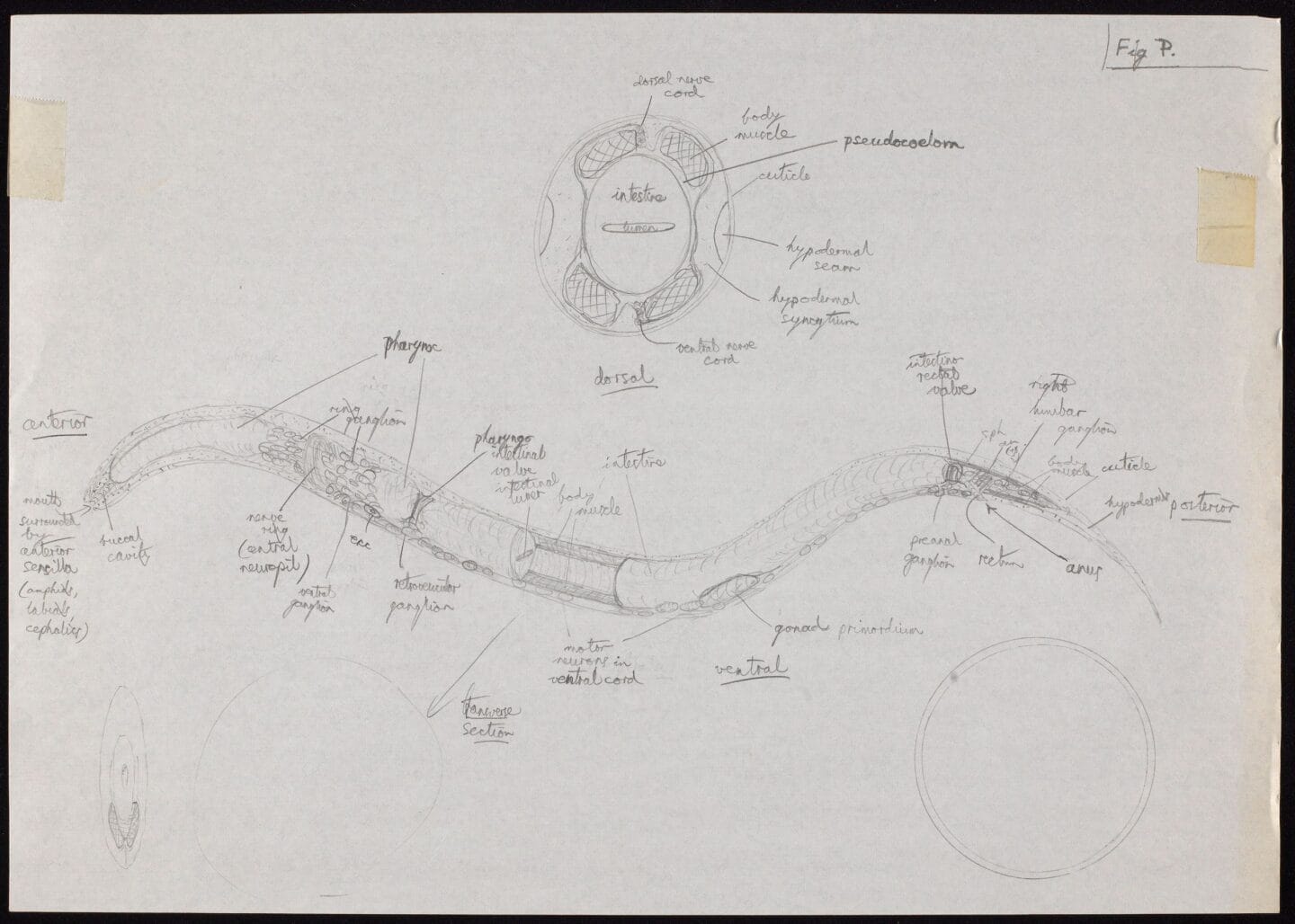 Timeline Organisms that have had their genomes sequenced