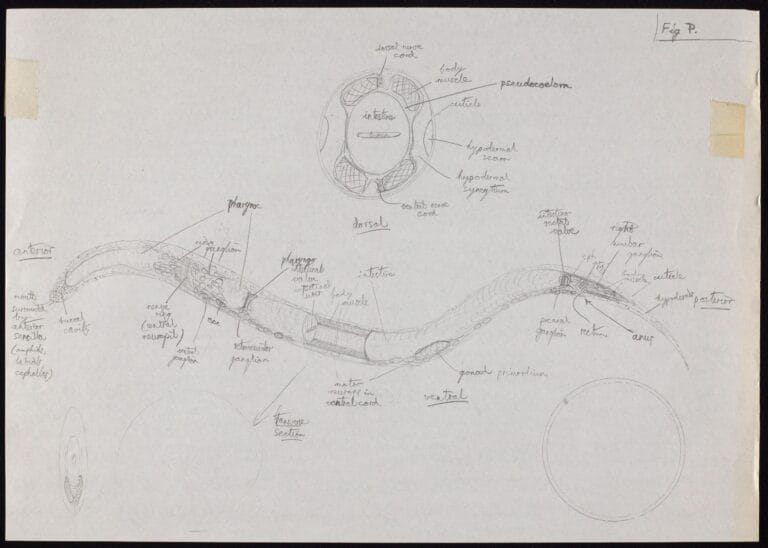 Drawing of a C. elegans worm