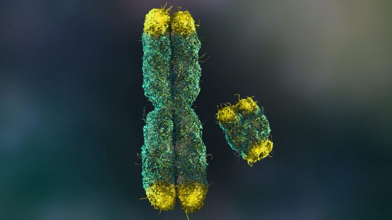 3d,Rendering,X,And,Y,Chromosome,With,Telomeres