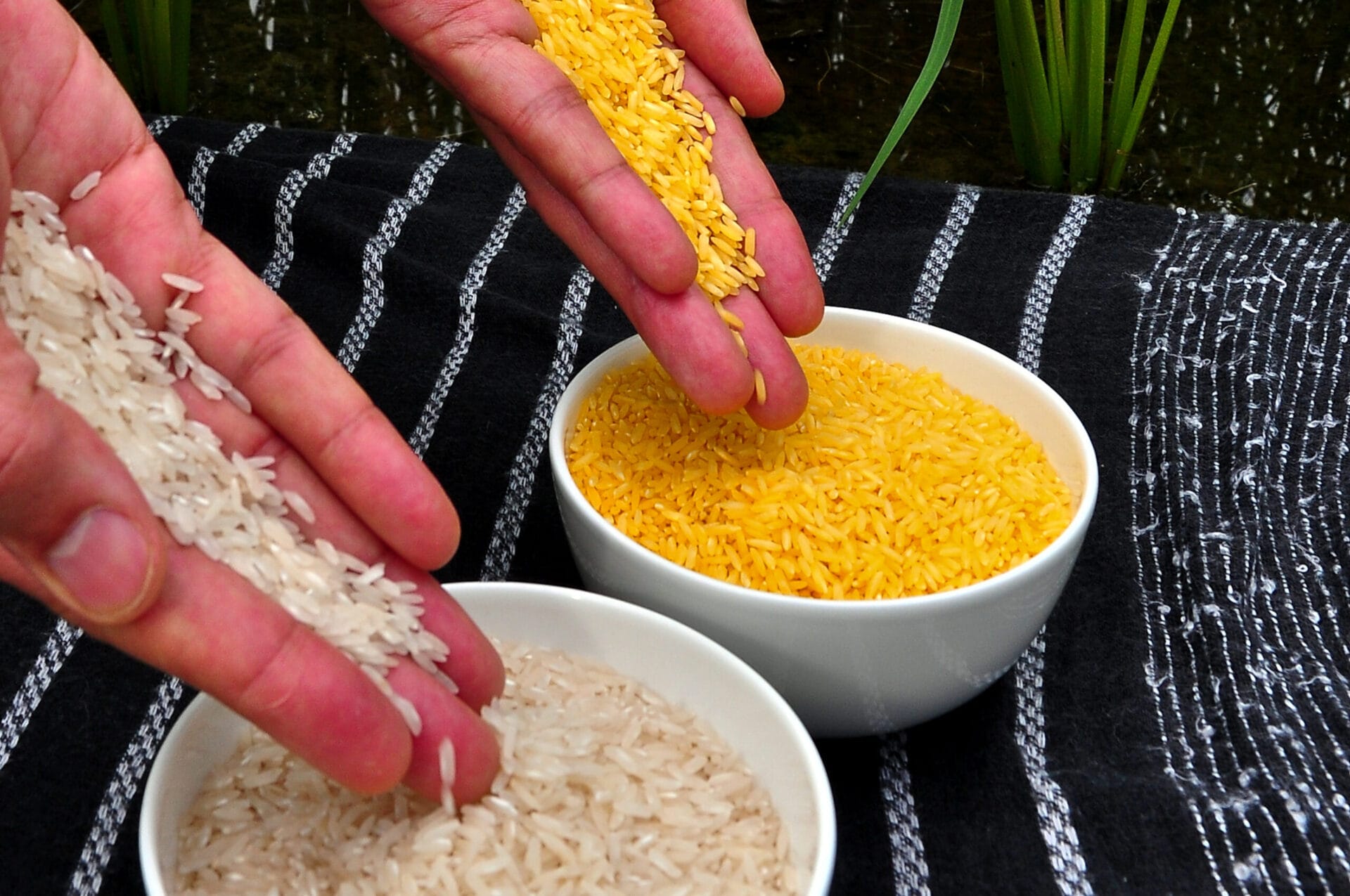 Golden Rice grain compared to white rice grain in screenhouse of Golden Rice plants.
