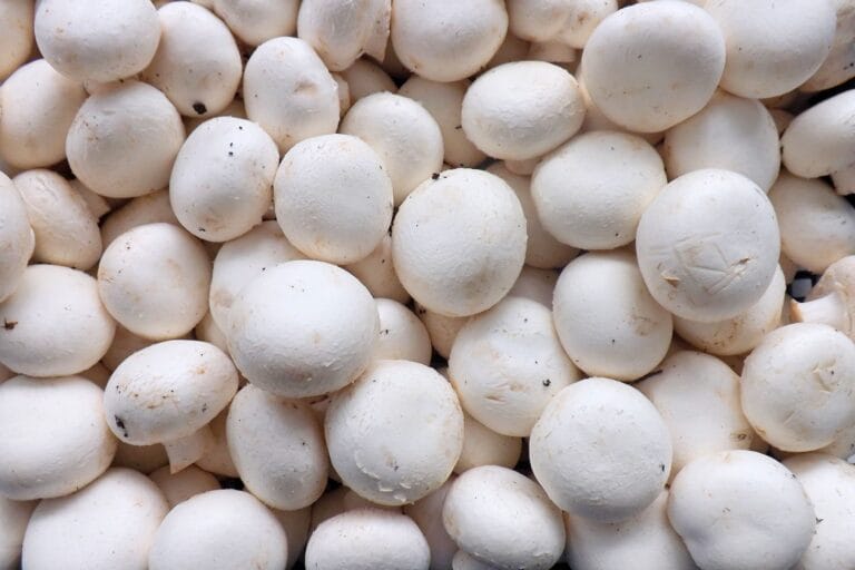 picture of multiple mushrooms