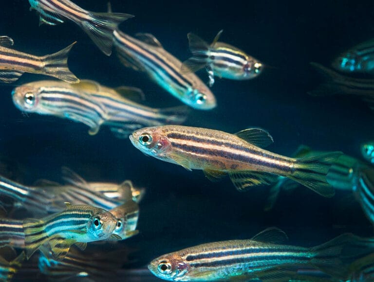 Image of the zebrafish
