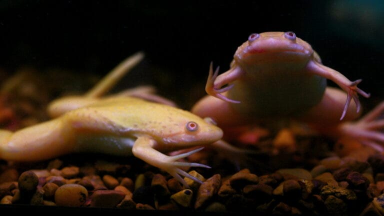 Image of an African clawed frog
