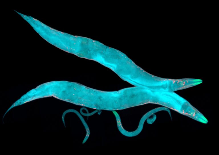 Image of nematode worm