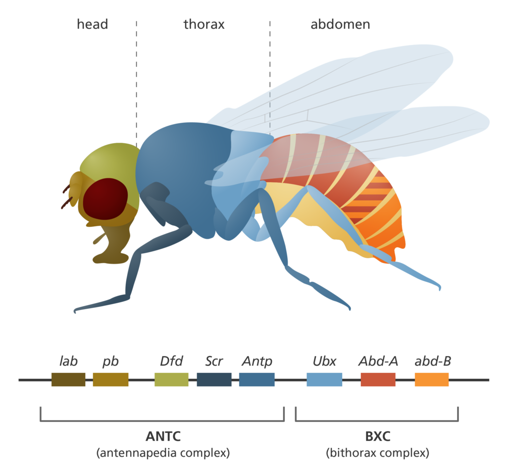 Fruit flies in the laboratory