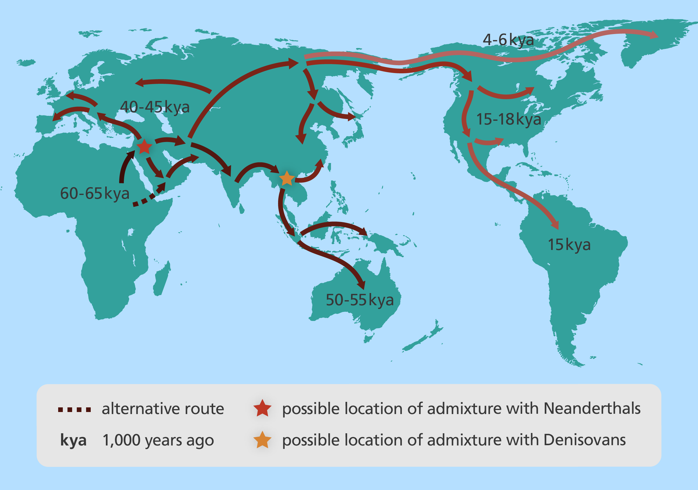 Evolution Of Modern Humans