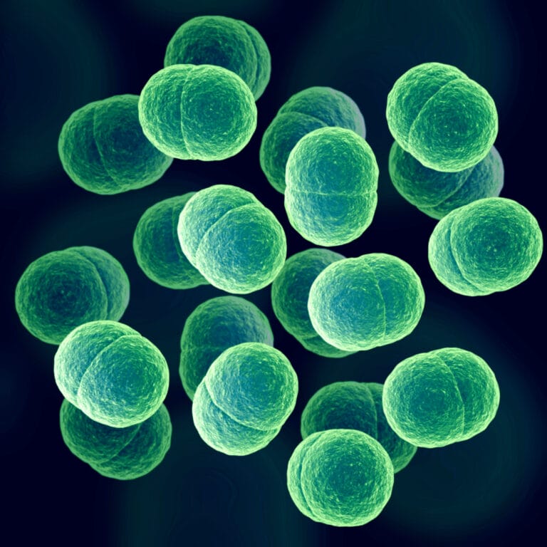 XX3d render of Staphylococcus microbes