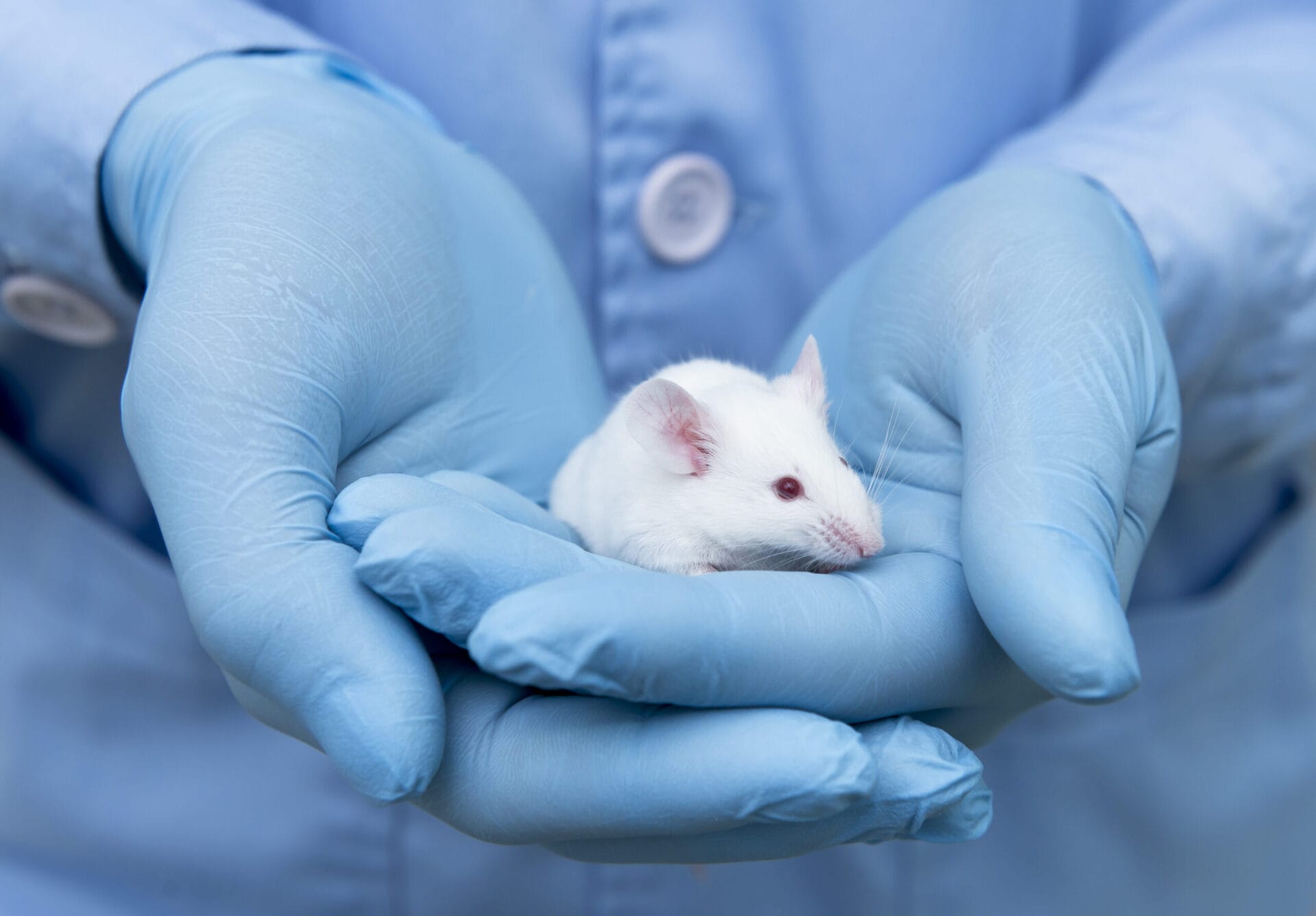 Small Experimental Mouse Is On The Laboratory Researcher's Hand