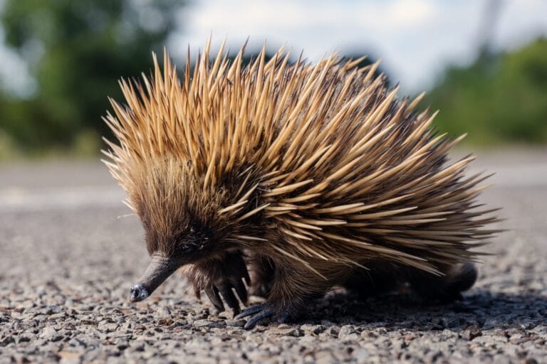 image of a monotreme