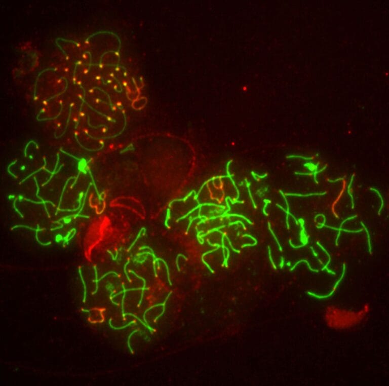 illustration of meiosis