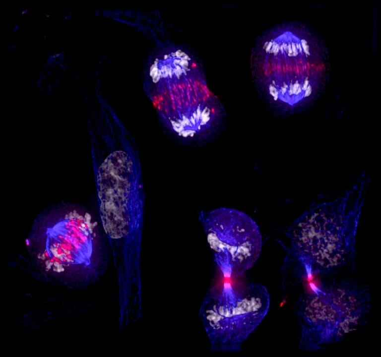 image of mitosis