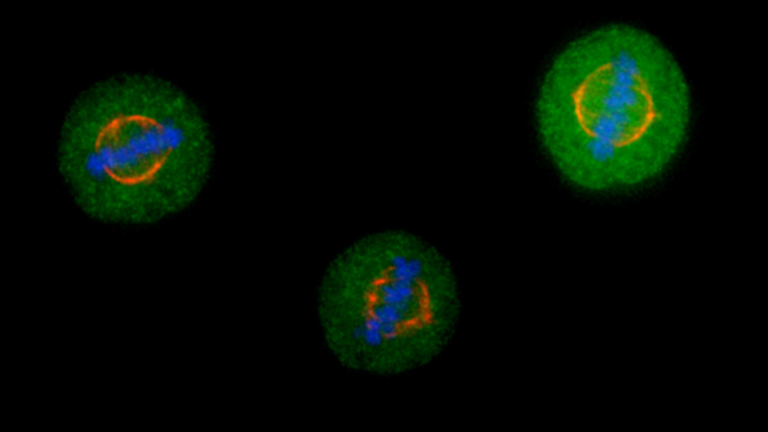illustration of Mitosis versus meiosis