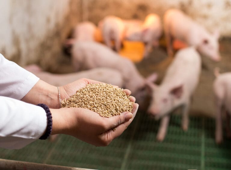 Veterinarian Holding Dry Food in Granules In Hands And Offering