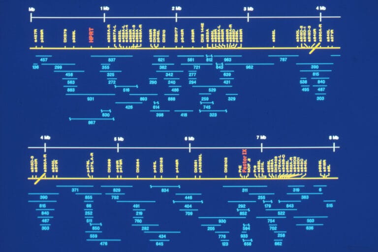 Depiction of a map where gene locations have been identified.
