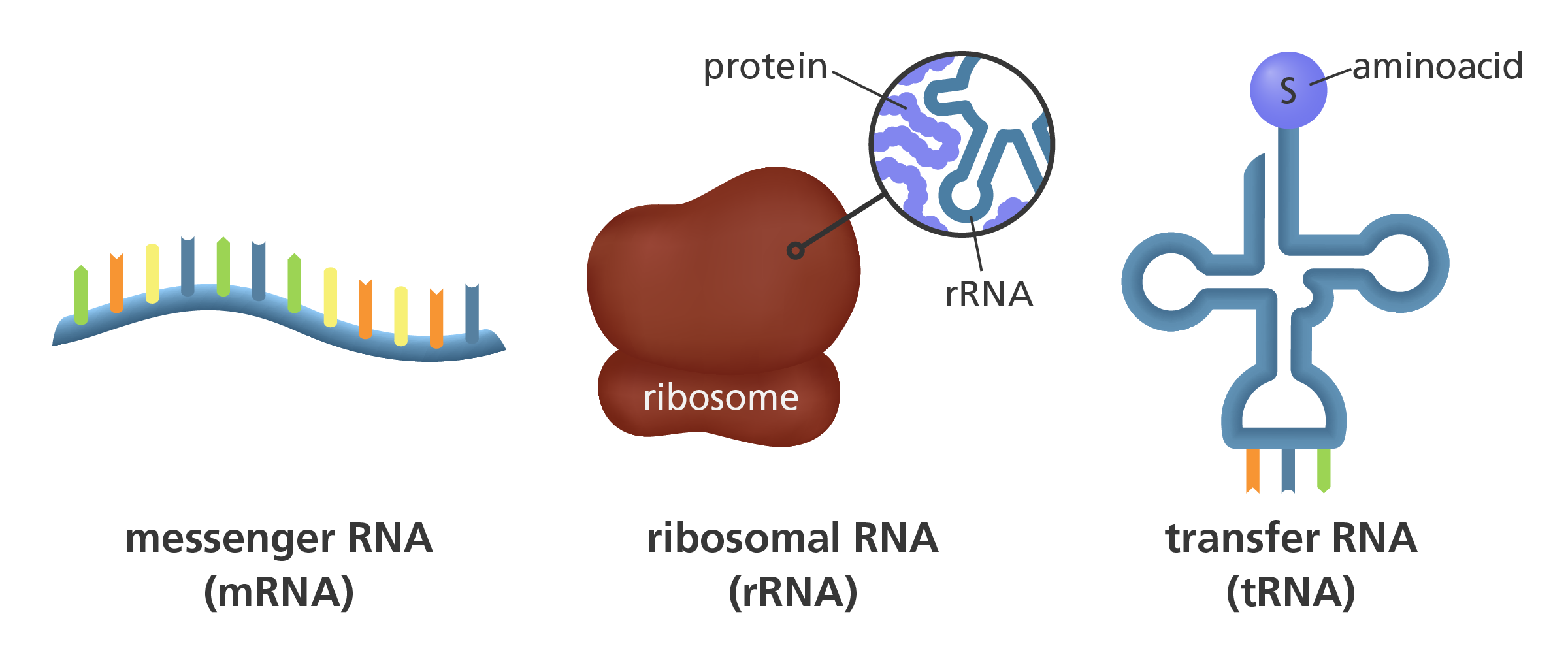 What Is RNA 