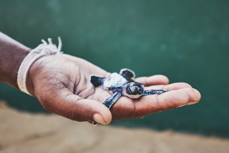 Picture of someone holding a small animal in the palm of their hand.