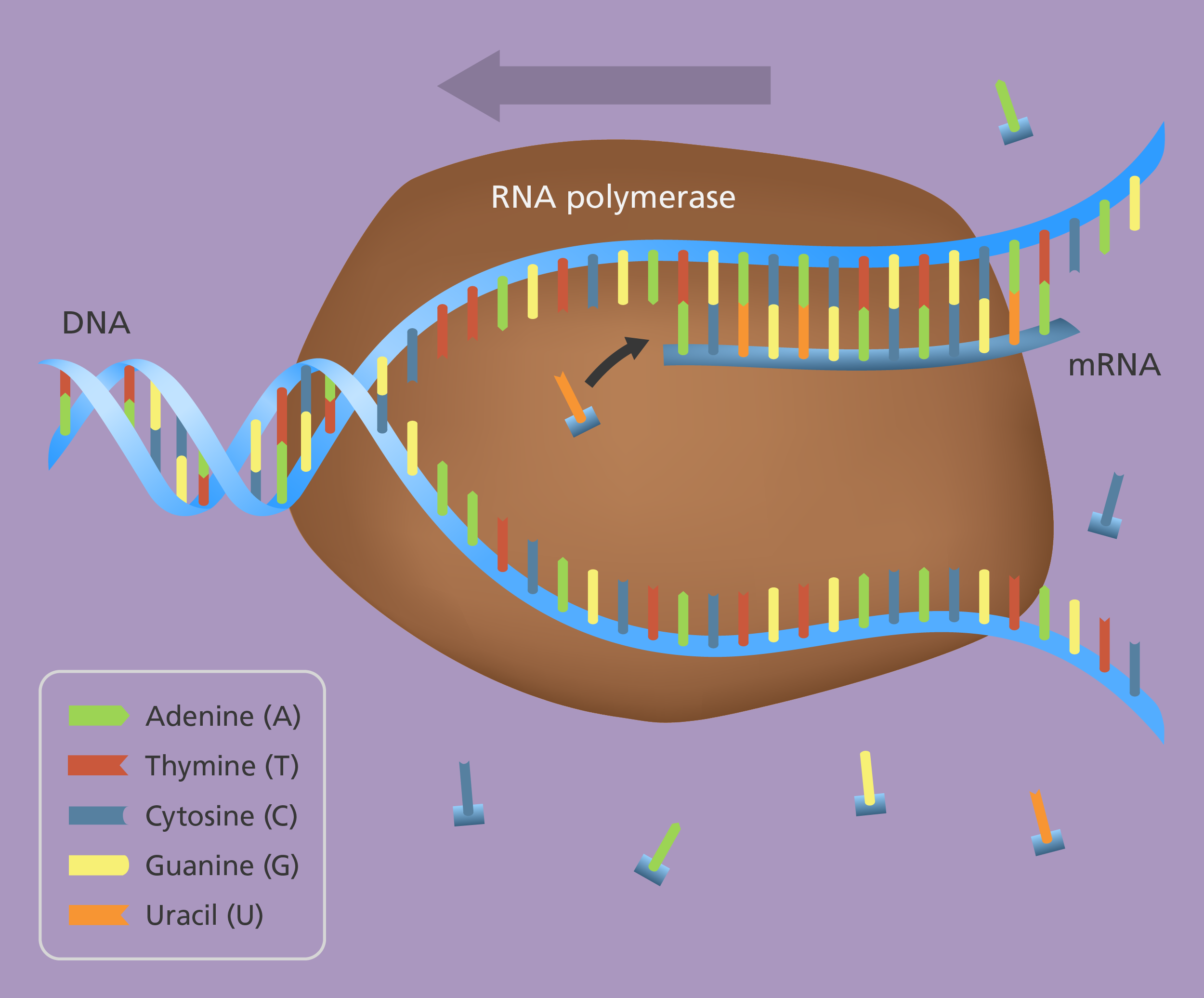 A double stranded spiral of DNA is split in two and one side transcribed.