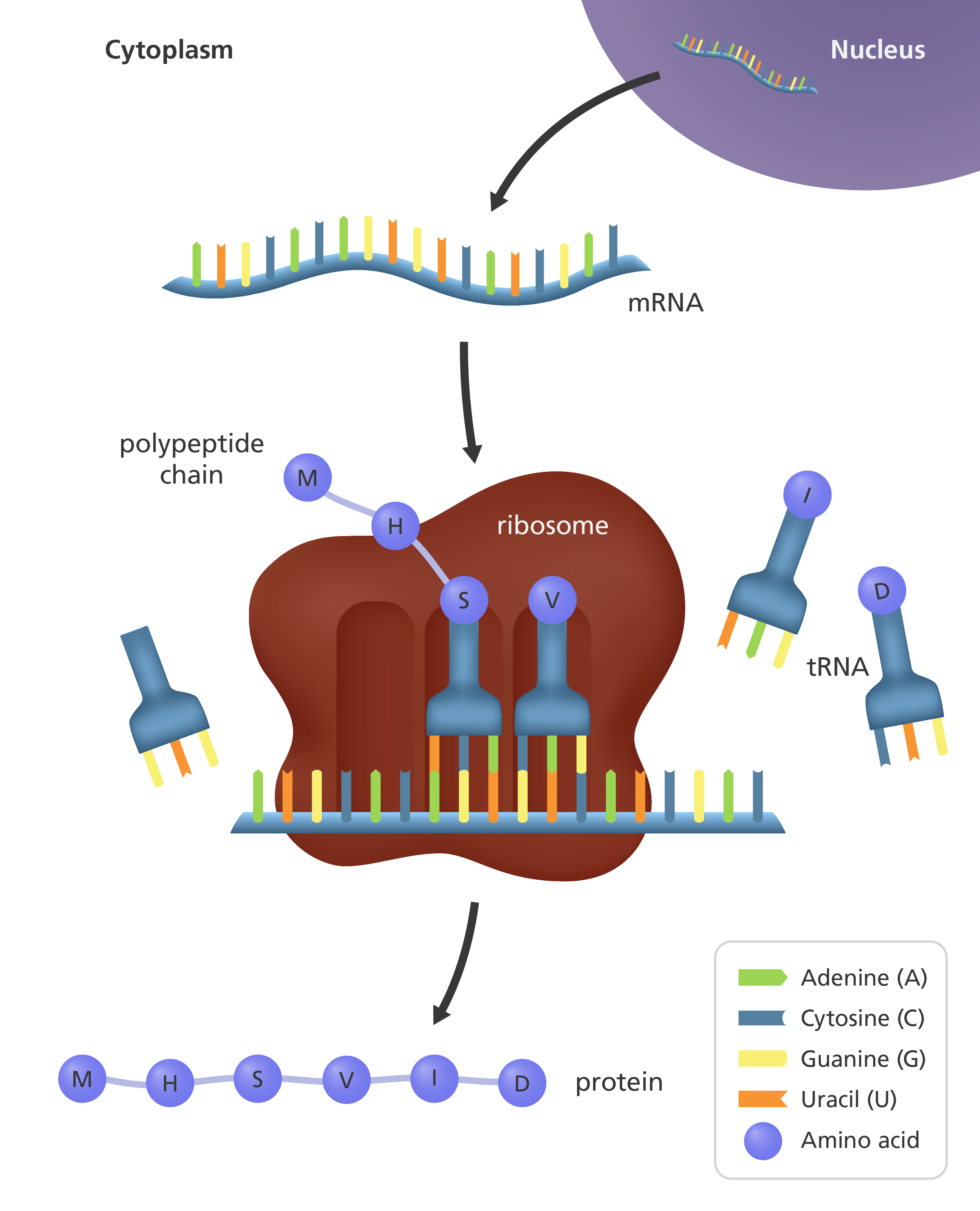 A single strand of mRNA with bases read and translated into an sequence of joined up amino acids.