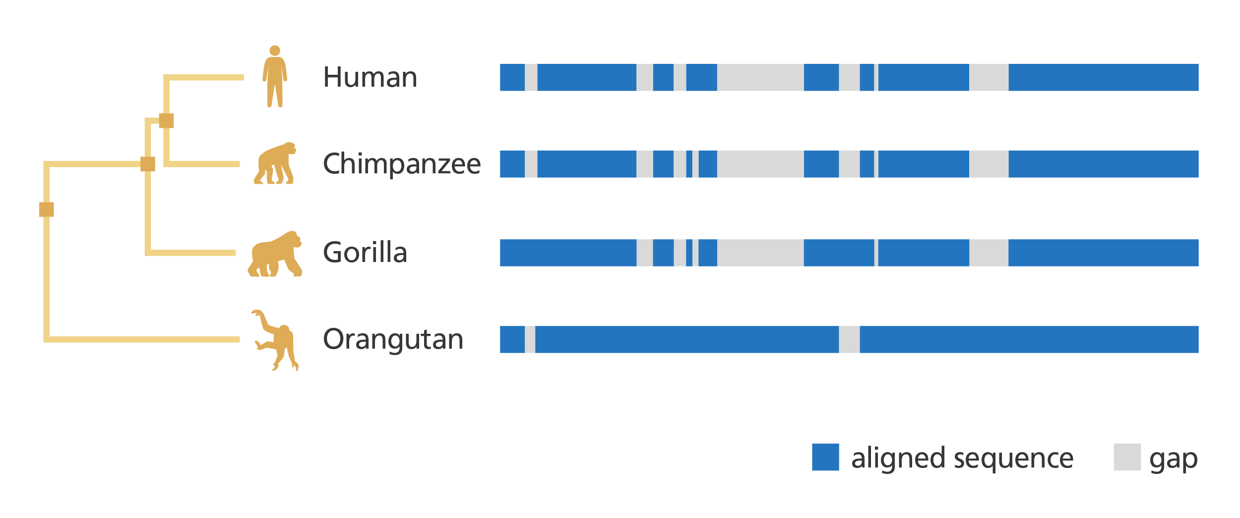 Illustration showing a comparison of the genomes of four great apes (human, chimpanzee, gorilla, and orangutan) and their evolutionary relatedness.