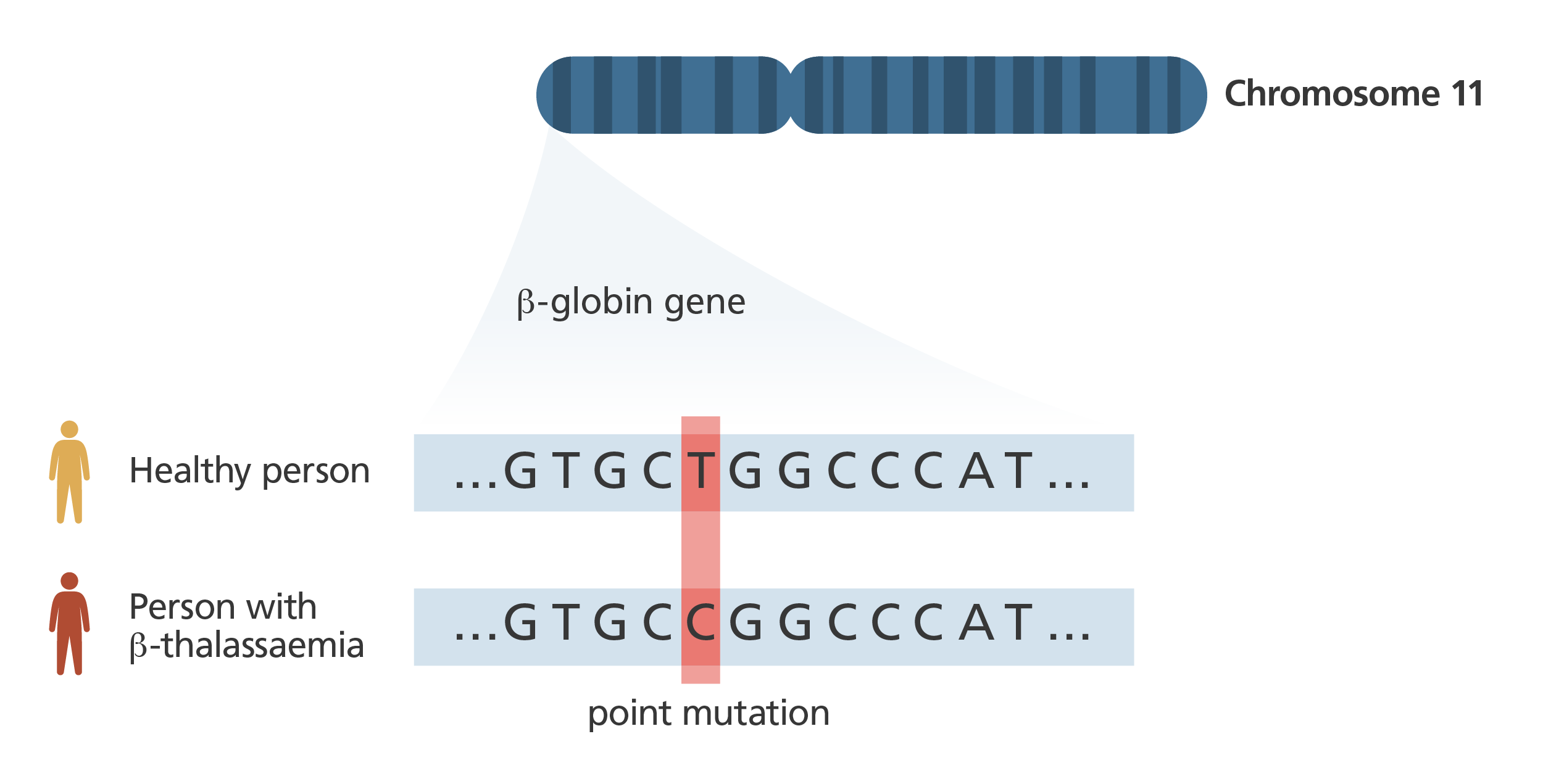 Illustration of the chromosome 11 and part of sequence of the &beta;-globin gene, showing the point mutation responsible for the genetic blood disorder &beta;-thalassaemia.
