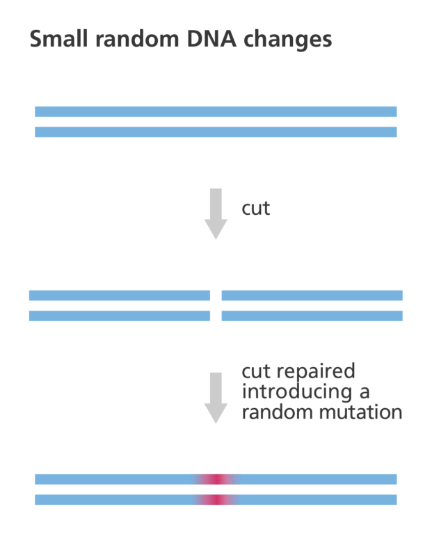 Illustration showing how genome editing can introduce a random mutation into a section of DNA.