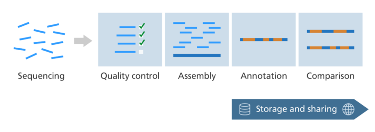 Illustration highlighting the storing and sharing sequenced genomes steps of the bioinformatics pipeline after sequencing.