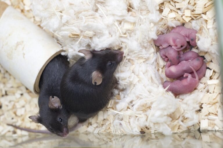 Two C57Black6 mice and their genetically identical offspring