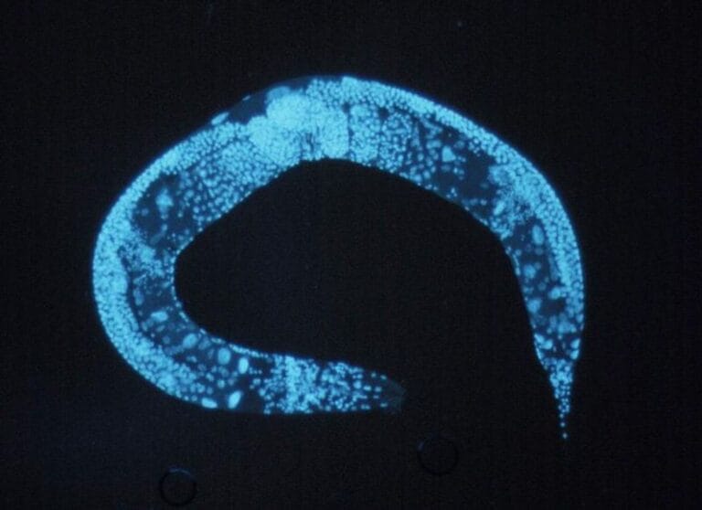 Picture of the nemotode worm