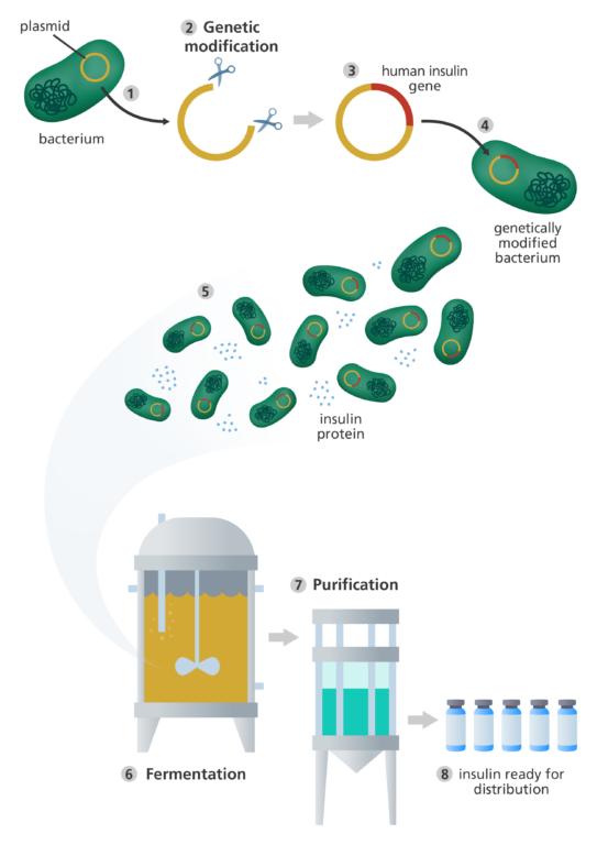 genetic engineering essay brainly