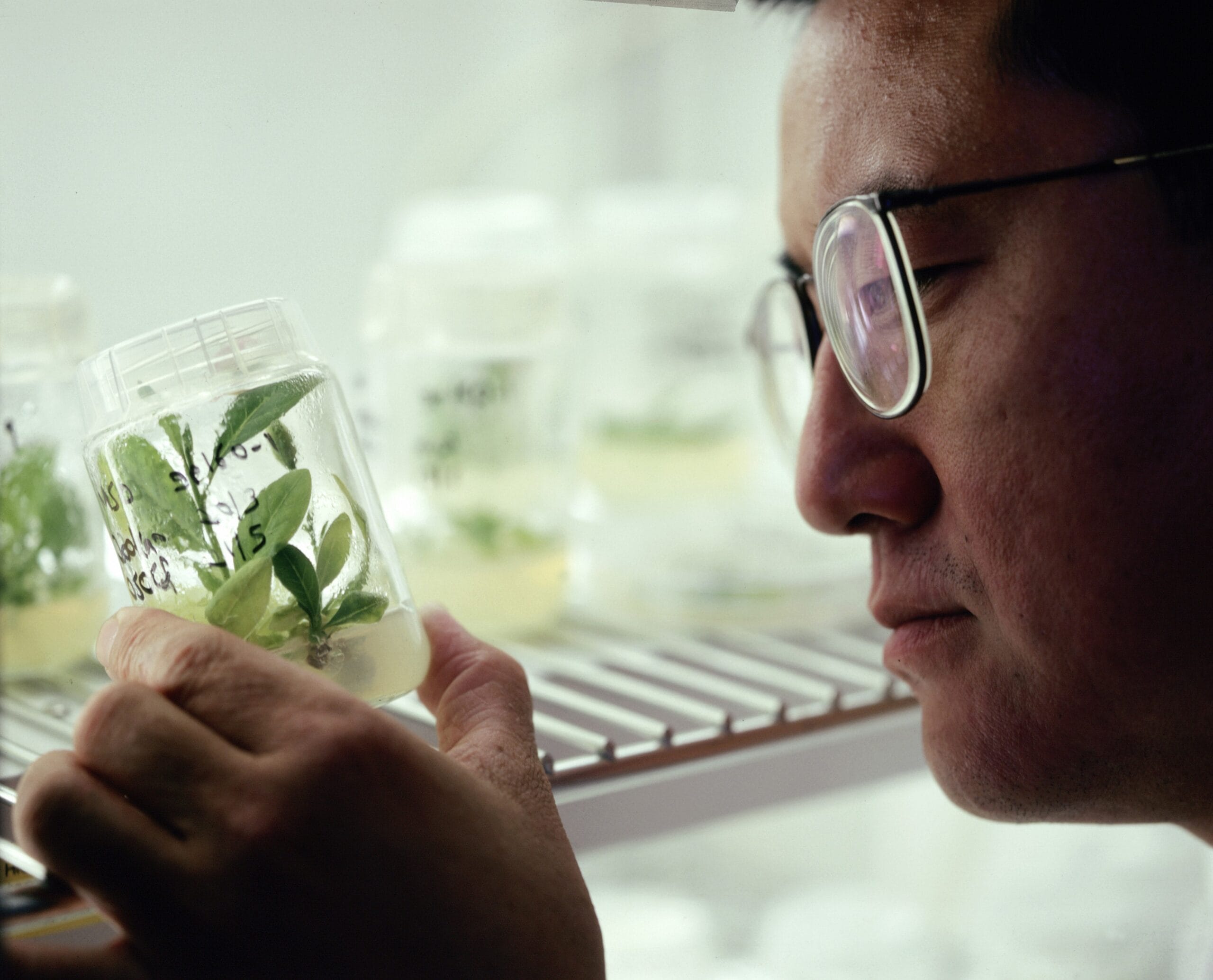 B0001358 Scientist examining plant cell cultures