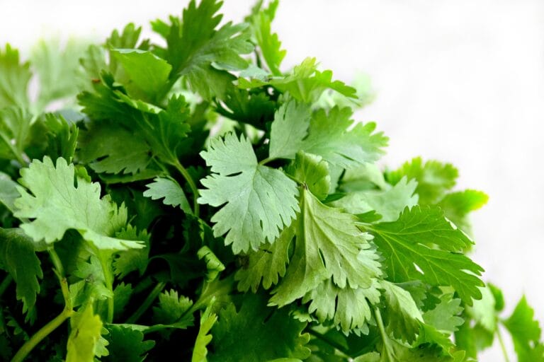 Image of the herb coriander