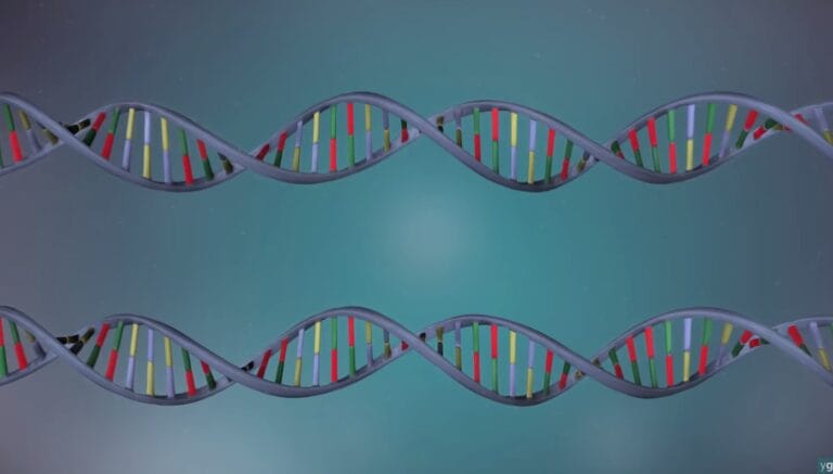 DNA replication illustration