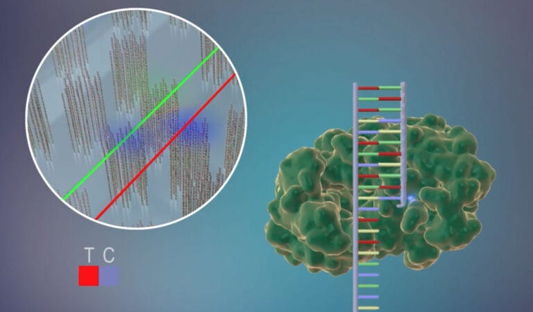 3D rendering of DNA sequencing process. Circle in left of image showing lots of single strands of DNA on a flow cell. In right of image is a DNA strand with a protein molecule moving along the strand.