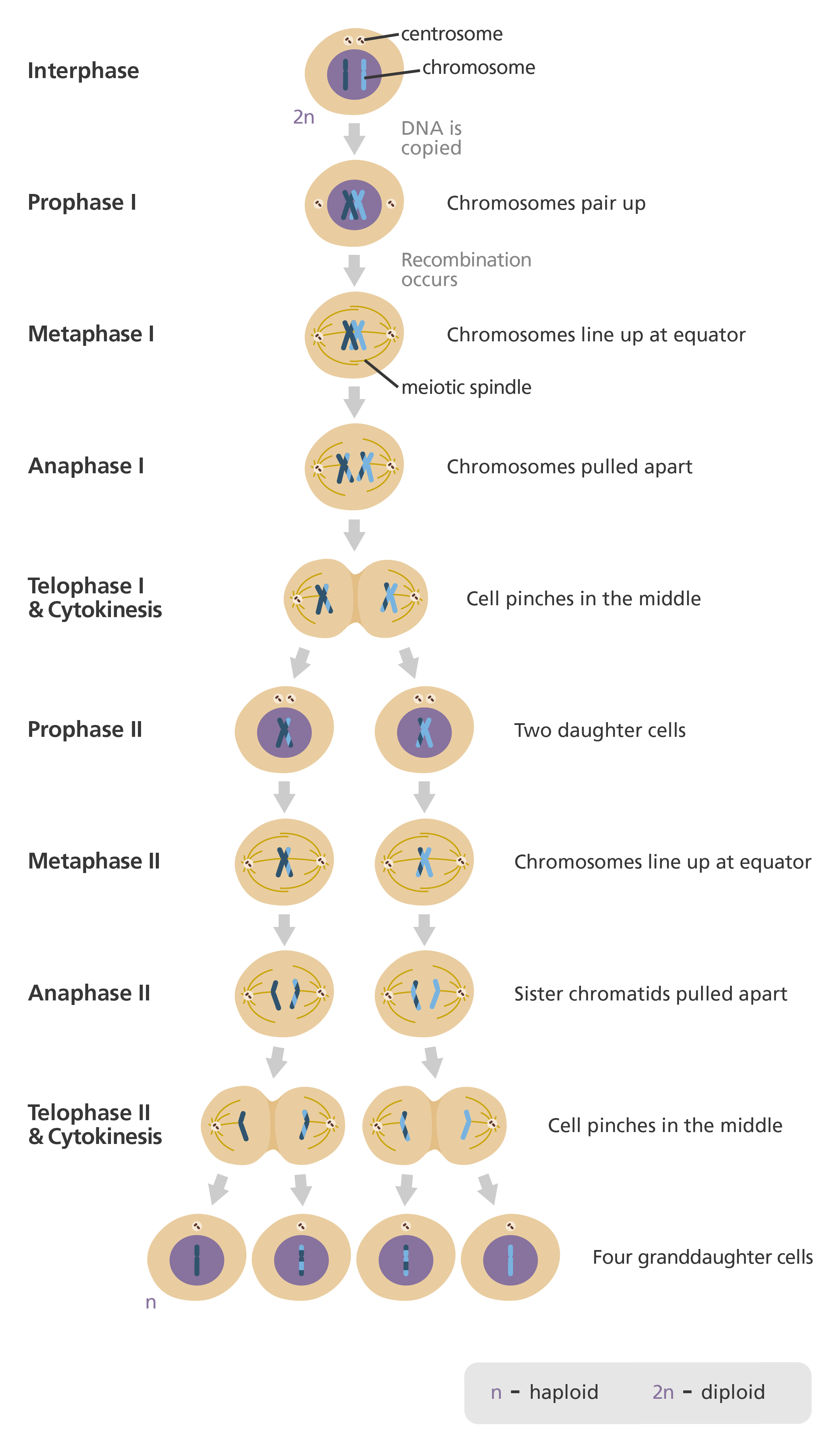 A diagram showing how one cell with two copies of its DNA splits to form four 'daughter' cells each with only one copy of the DNA.