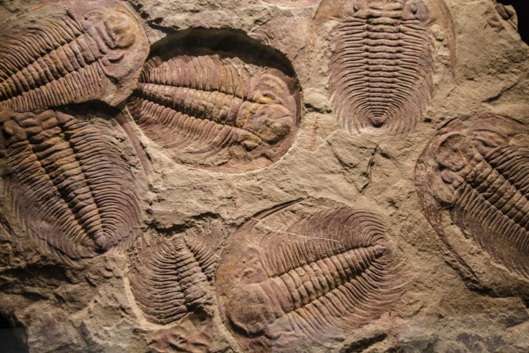 image of fossils