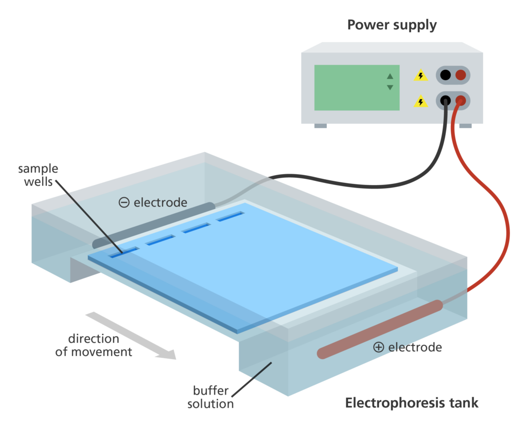 What is gel electrophoresis?