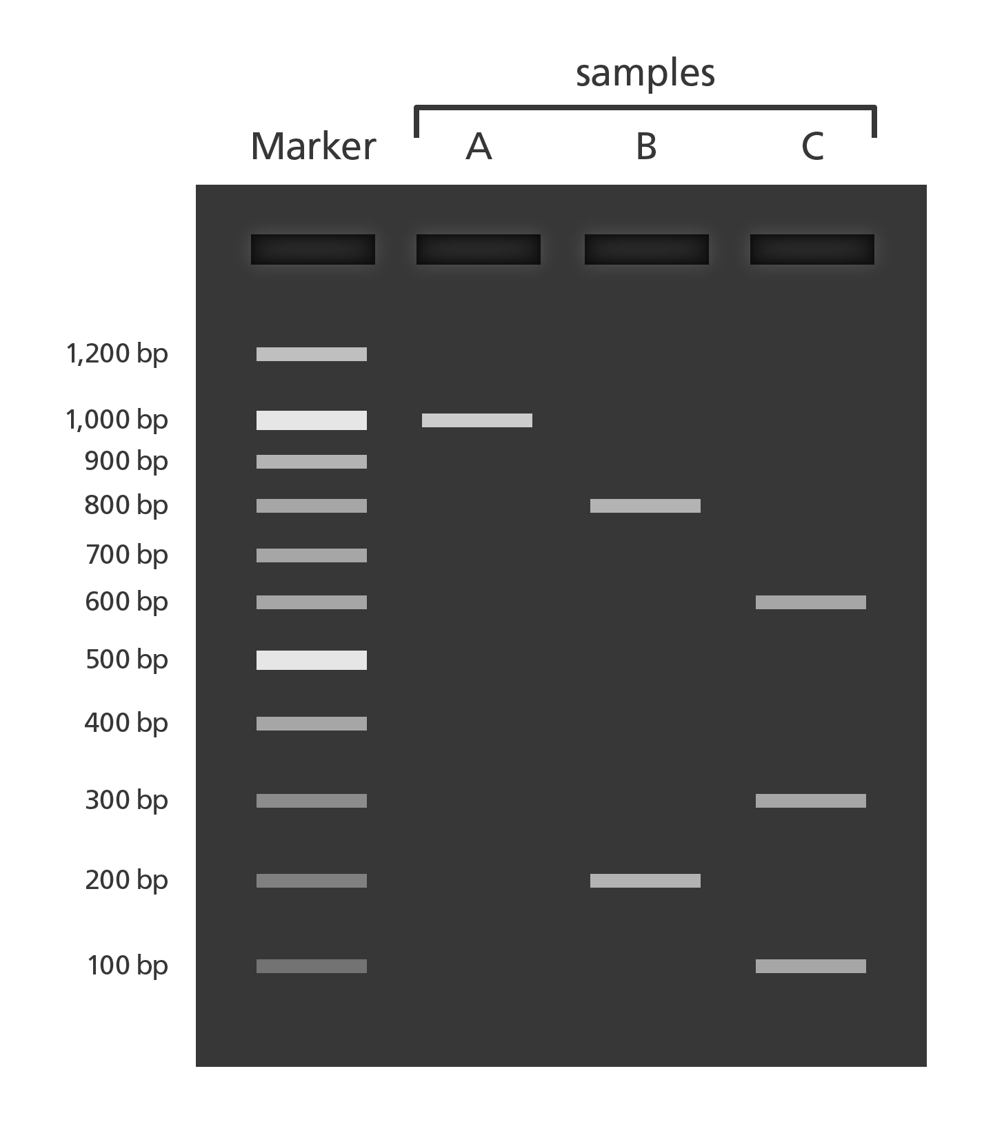 What is gel electrophoresis?