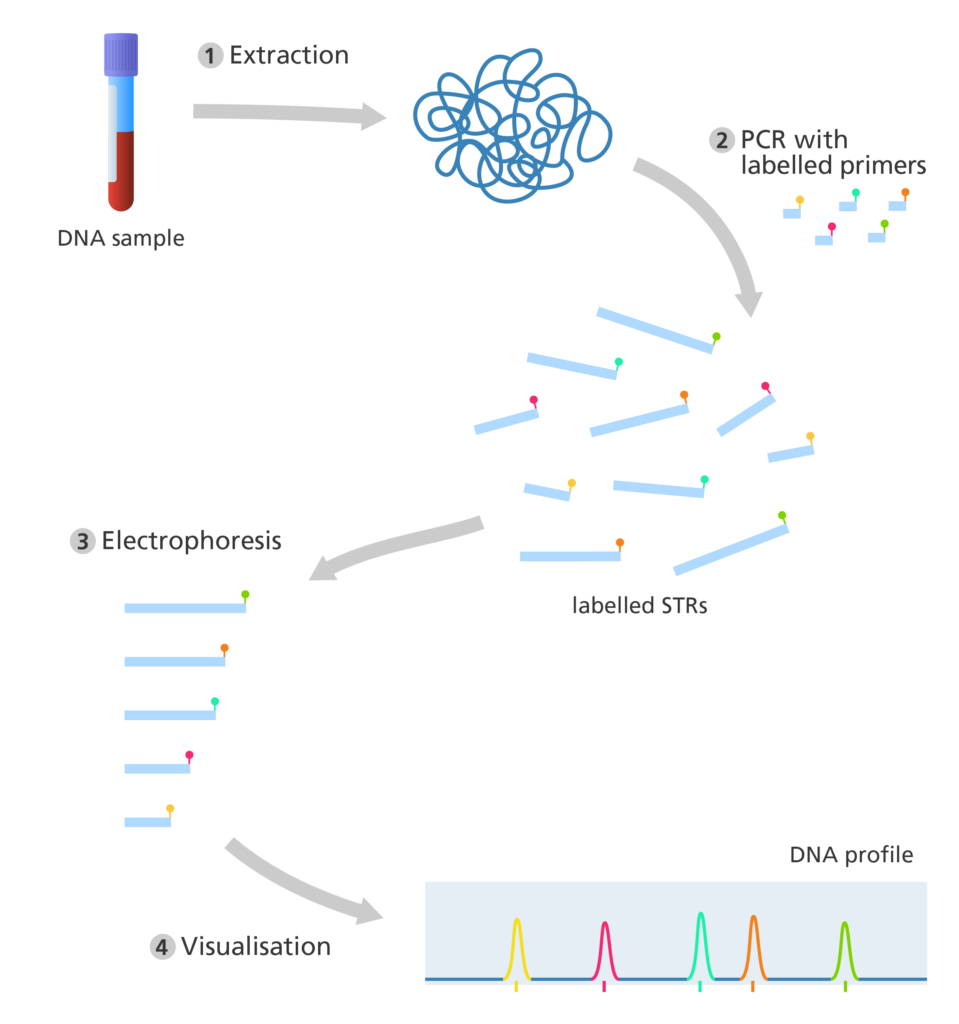 Wat Is Profiling What is DNA profiling?